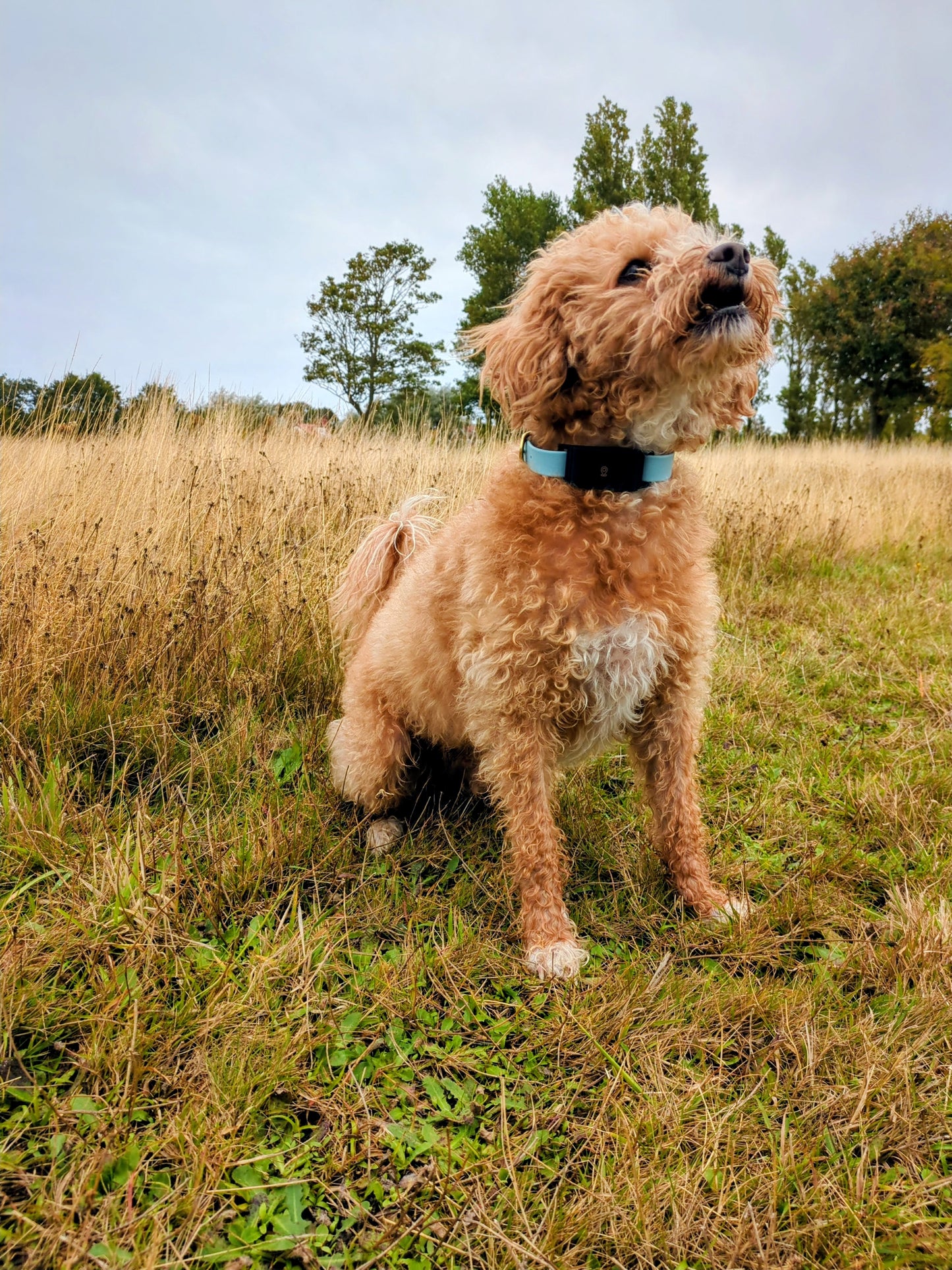 PAWVA Dog GPS Tracker With No Subscription
