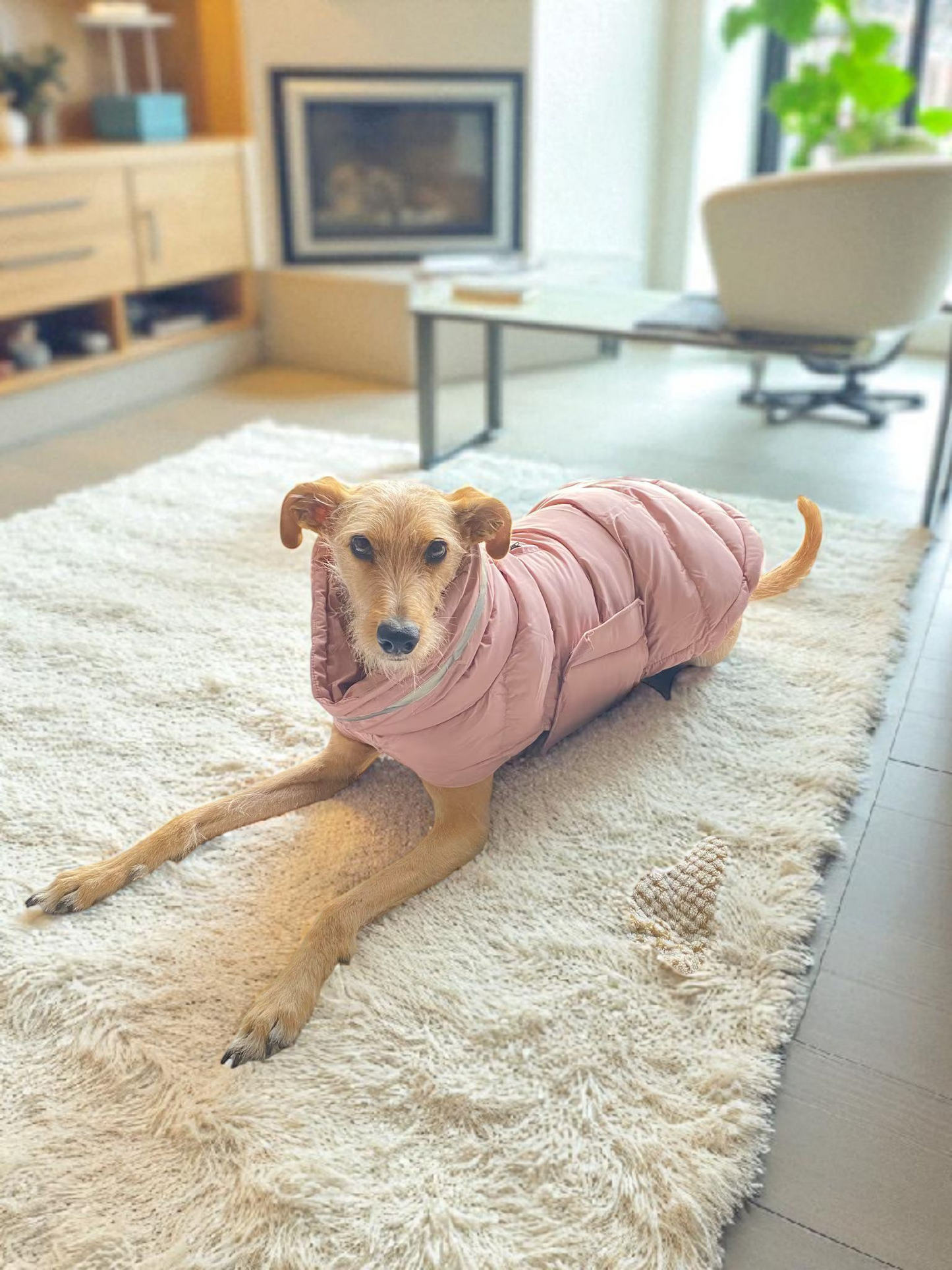 Puffer Jacket : Small, Medium and Large Dogs