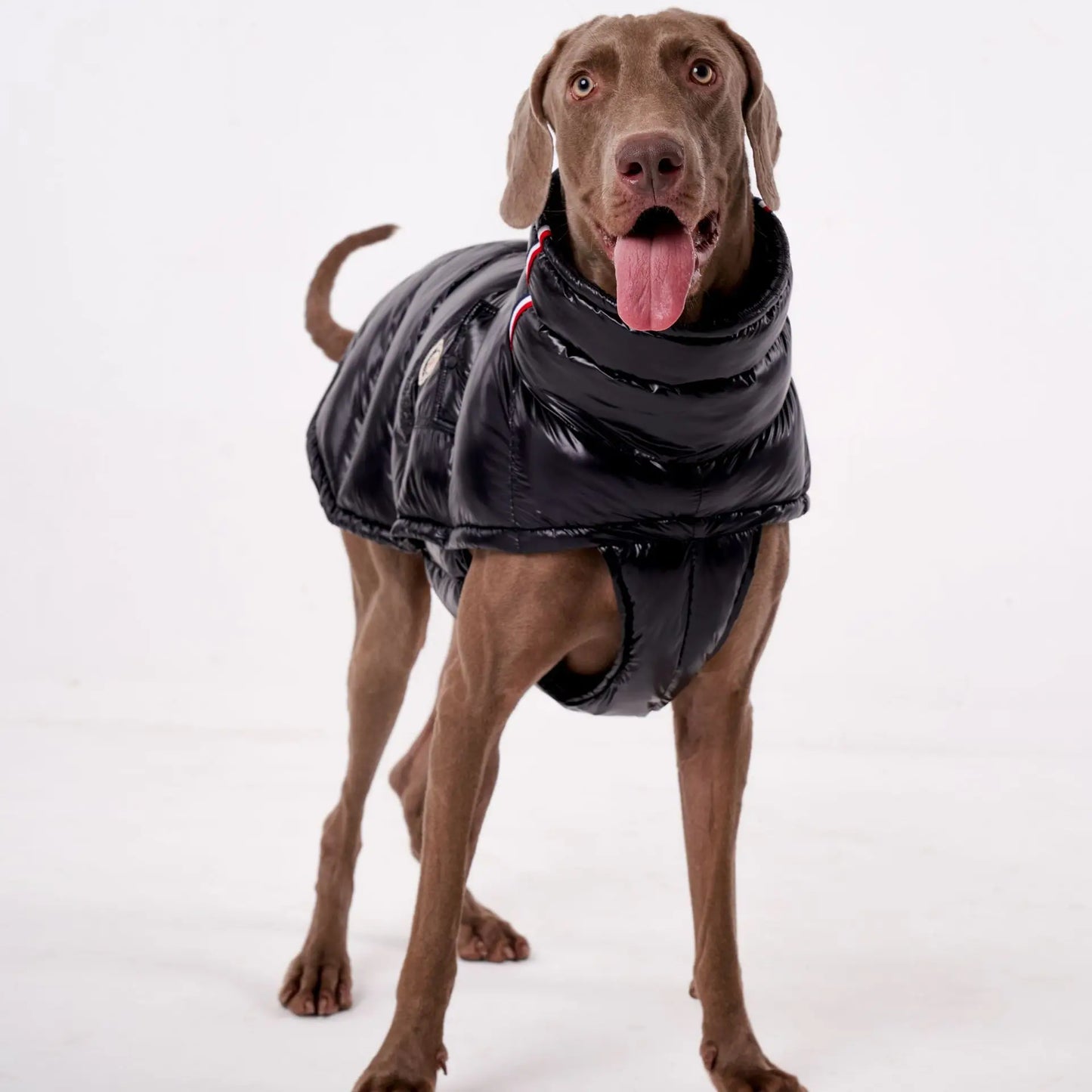 Luxury Dog Puffer Jacket – Black, White, Baby Pink & Baby Blue