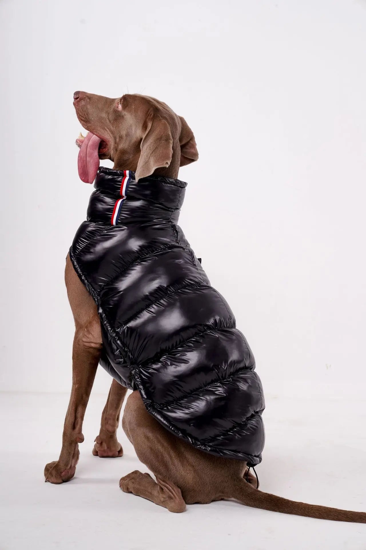 Luxury Dog Puffer Jacket – Black, White, Baby Pink & Baby Blue
