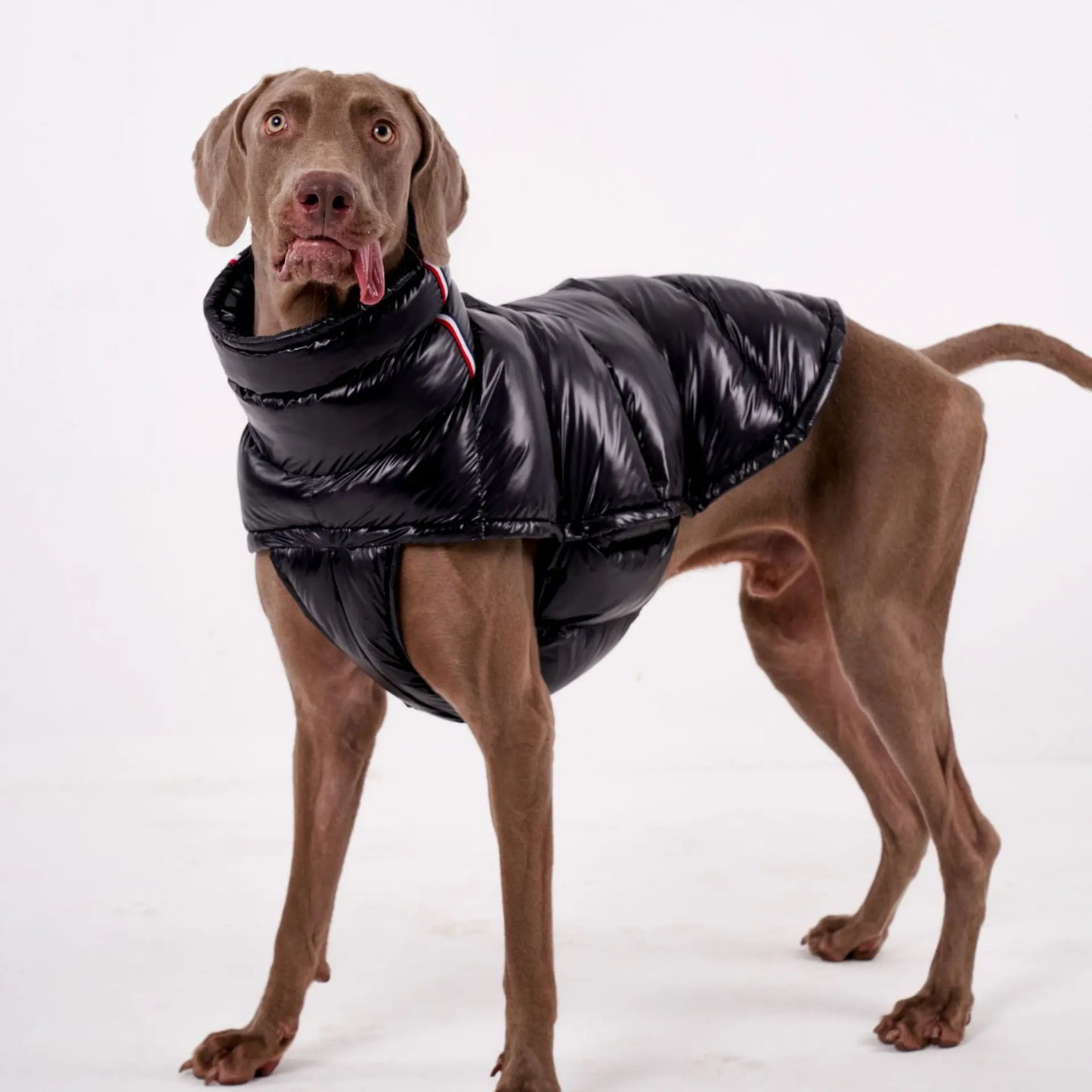 Luxury Dog Puffer Jacket – Black, White, Baby Pink & Baby Blue