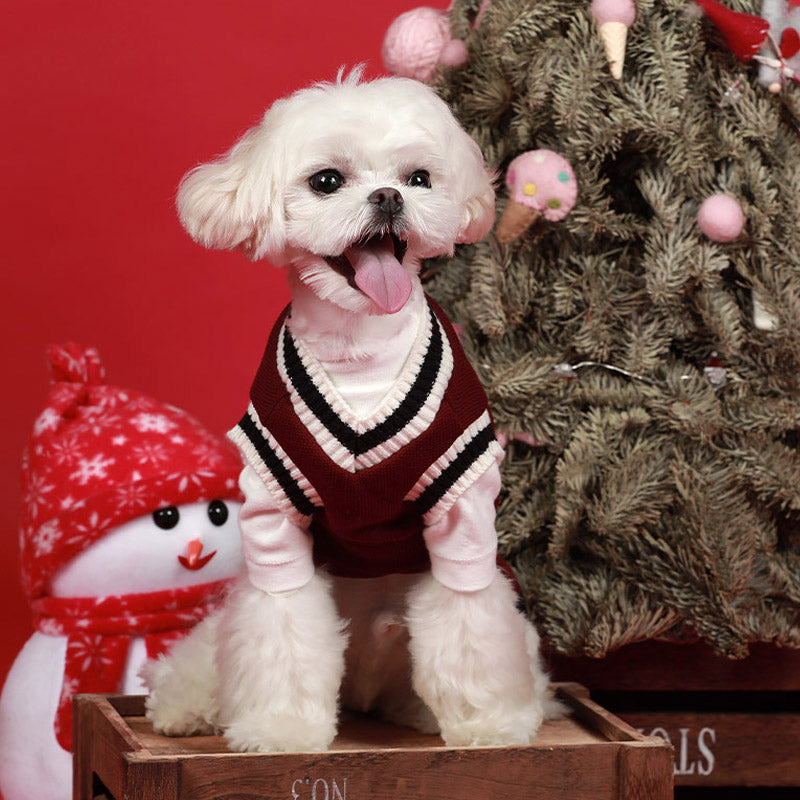 Varsity styled Jumper For Dogs , Dog Jumper UK , Dog Jumpers London
