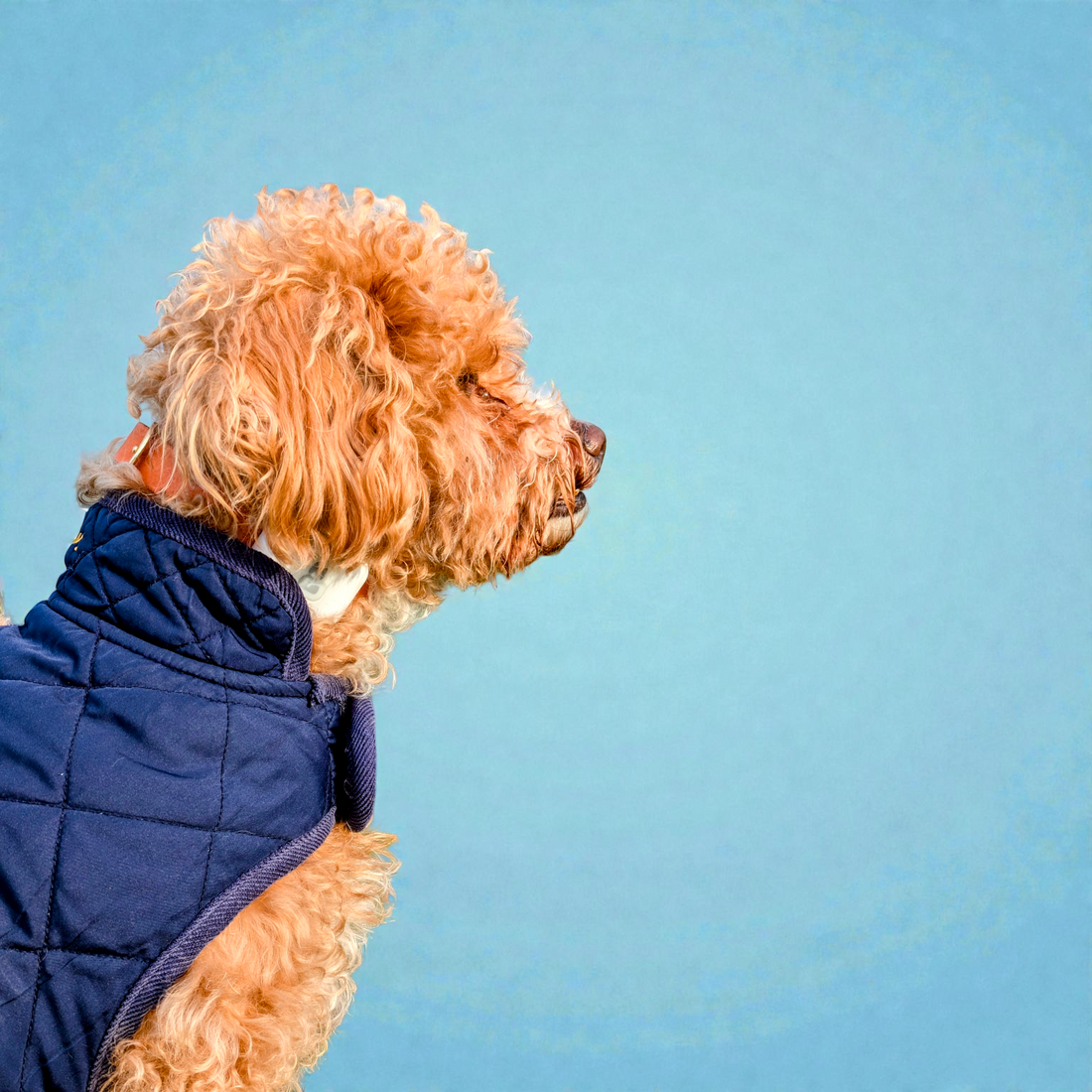 The Best Subscription-Free GPS Trackers for Dogs in the UK (2026)