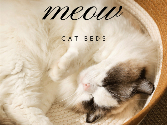 cat in a bed