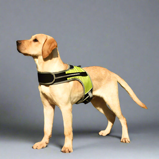LED Luminous Dog Harness